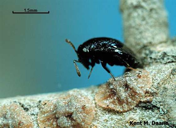 Scutellista caerulea (Fonscolombe, 1832)